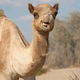 Illustration for article titled Last Call: If turducken isn’t enough of a challenge, try making stuffed camel